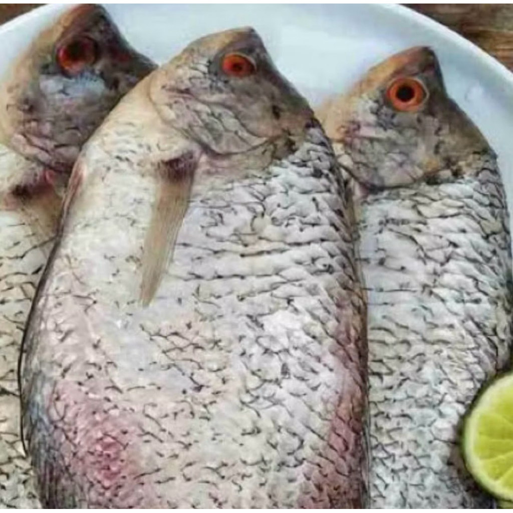 ikan gurame 1kg