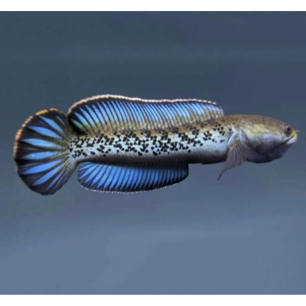 pakan Channa stewarti 15-16cm