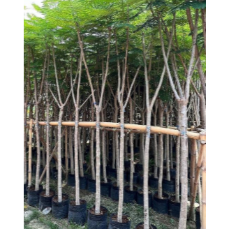 Bibit Pohon Flamboyan