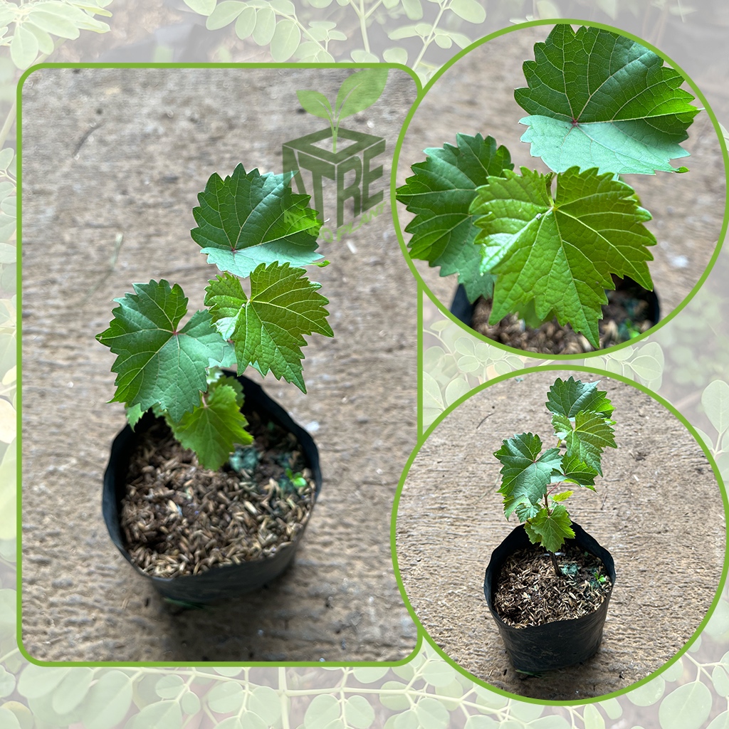 Bibit Anggur Hijau Tanaman Bibit Anggur Hijau Bibit Anggur Ijo