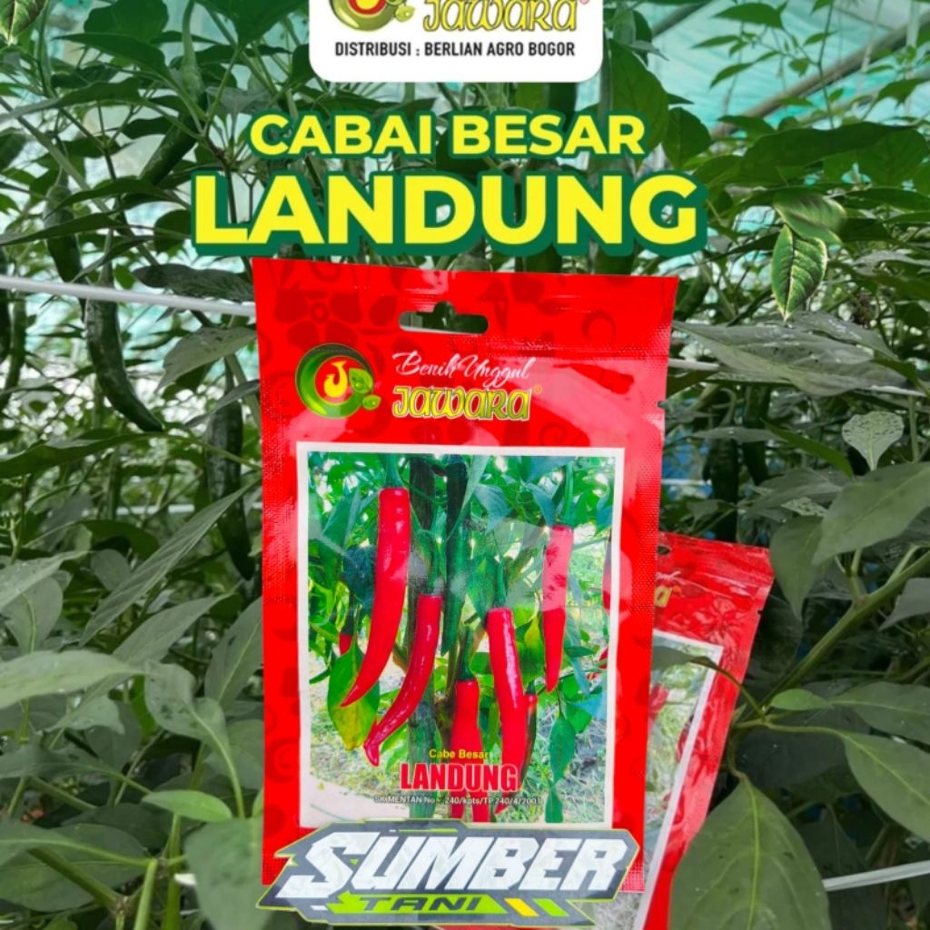 Bibit Benih Cabe Besar JAWARA Landung 5gr