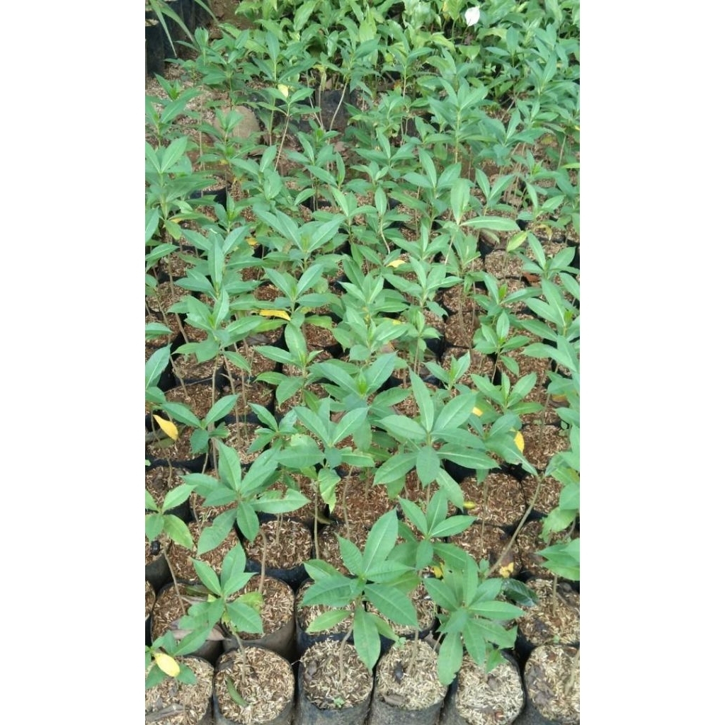 bibit tanaman alamanda/bunga alamanda kuning