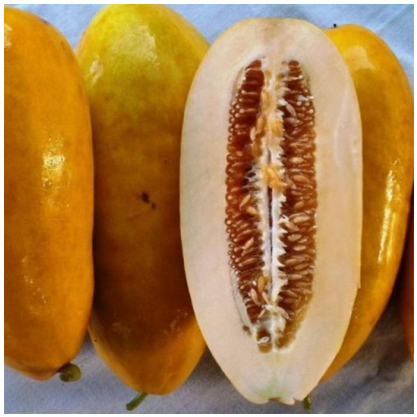 Benih Biji Timun Suri - Bibit Unggul Buah Jumbo - Tahan Penyakit & Hasil Melimpah