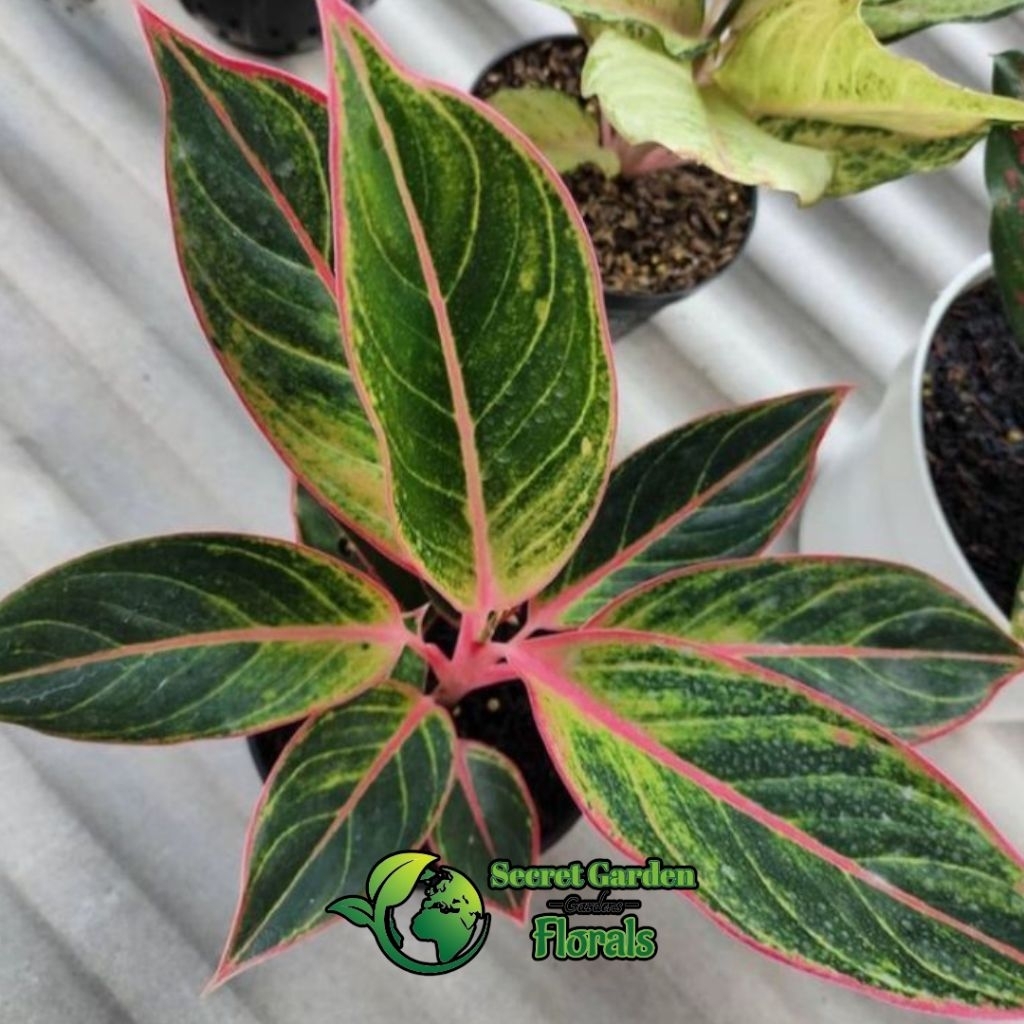 tanaman hias aglonema lipstik pink - aglonema siam aurora pink - aglonema remaja / aglonema murah