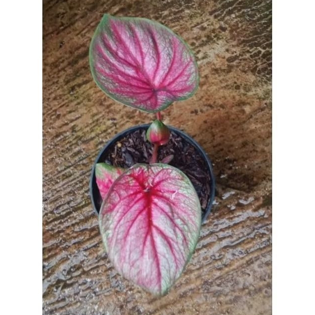 KELADI/CALADIUM HYBRID DAUN GANDA/KIRIM DENGAN POT
