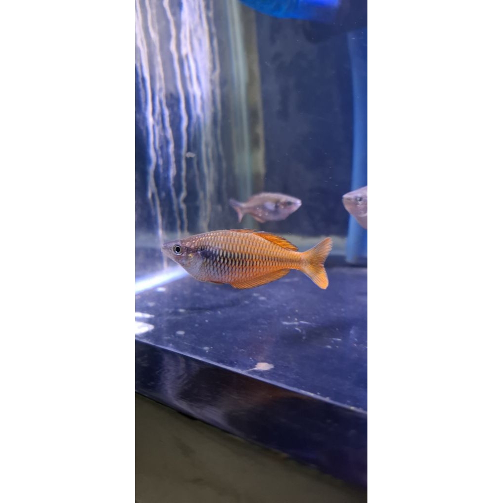 Ikan hias air tawar, Ikan Rainbow Parva (Melanotaenia parva / Kurumoi) 5-6cm