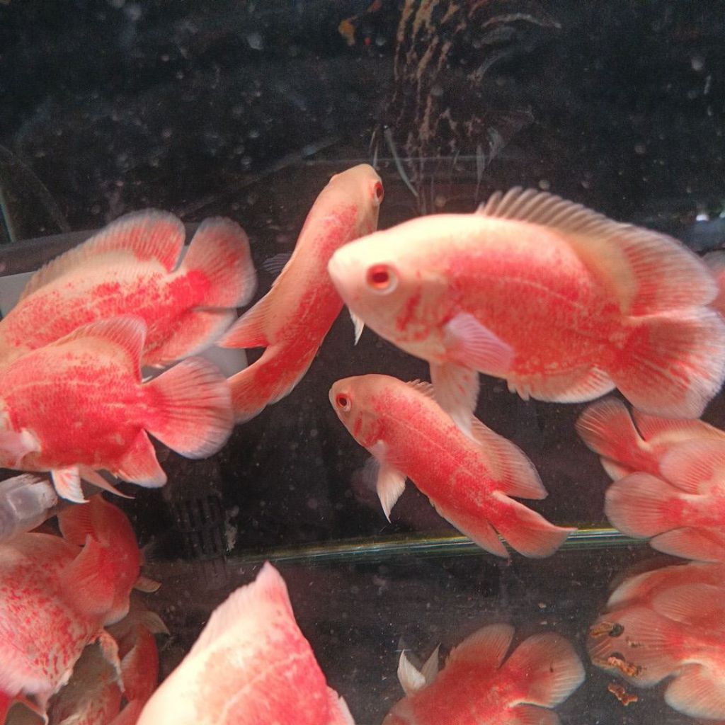 ikan oscar red chili