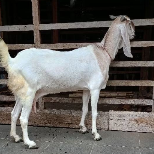 GOSEND INSTAN kambing hidup / Potong Cacah / domba hidup / kambing aqiqah / domba aqiqah / kambing m