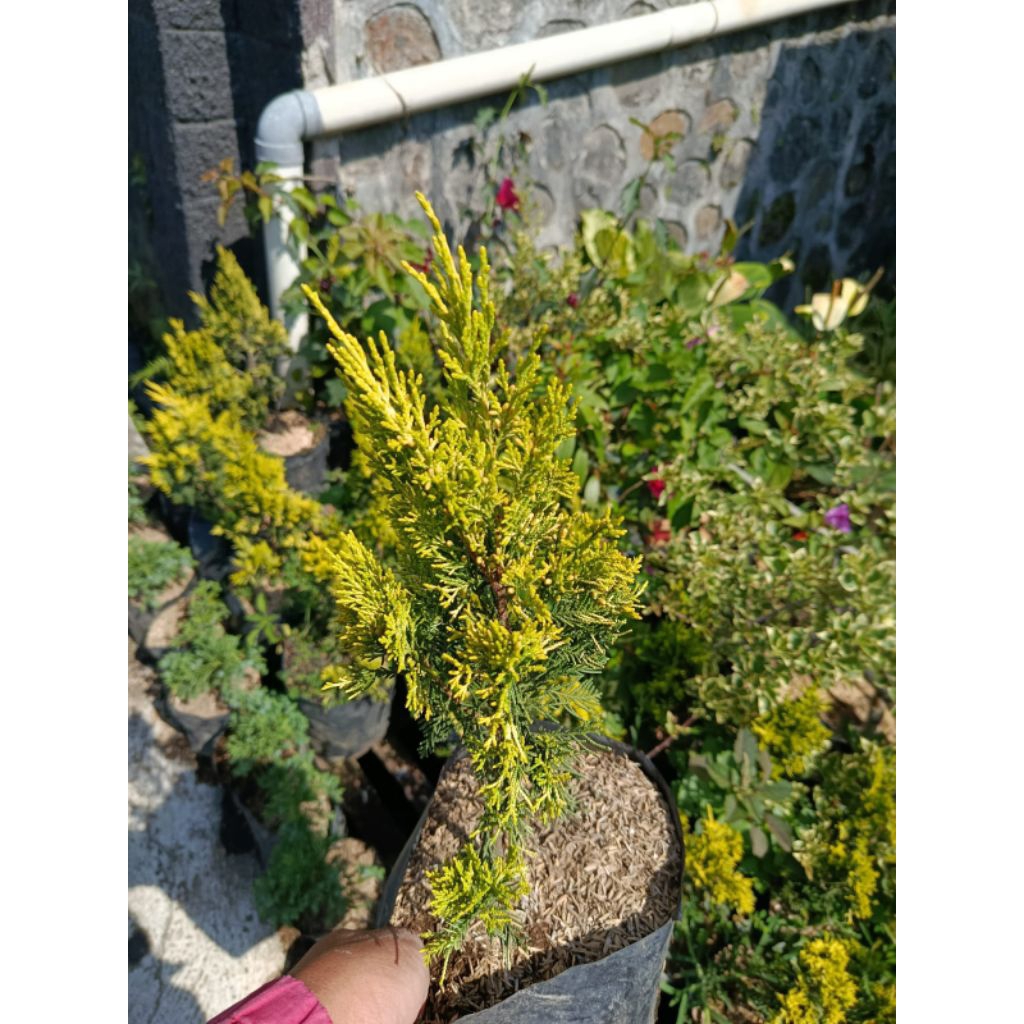 CEMARA GOLDEN PEKING