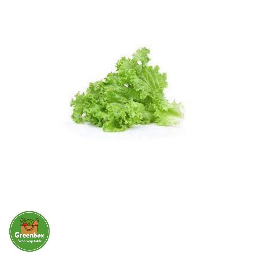 selada Keriting Hidroponik