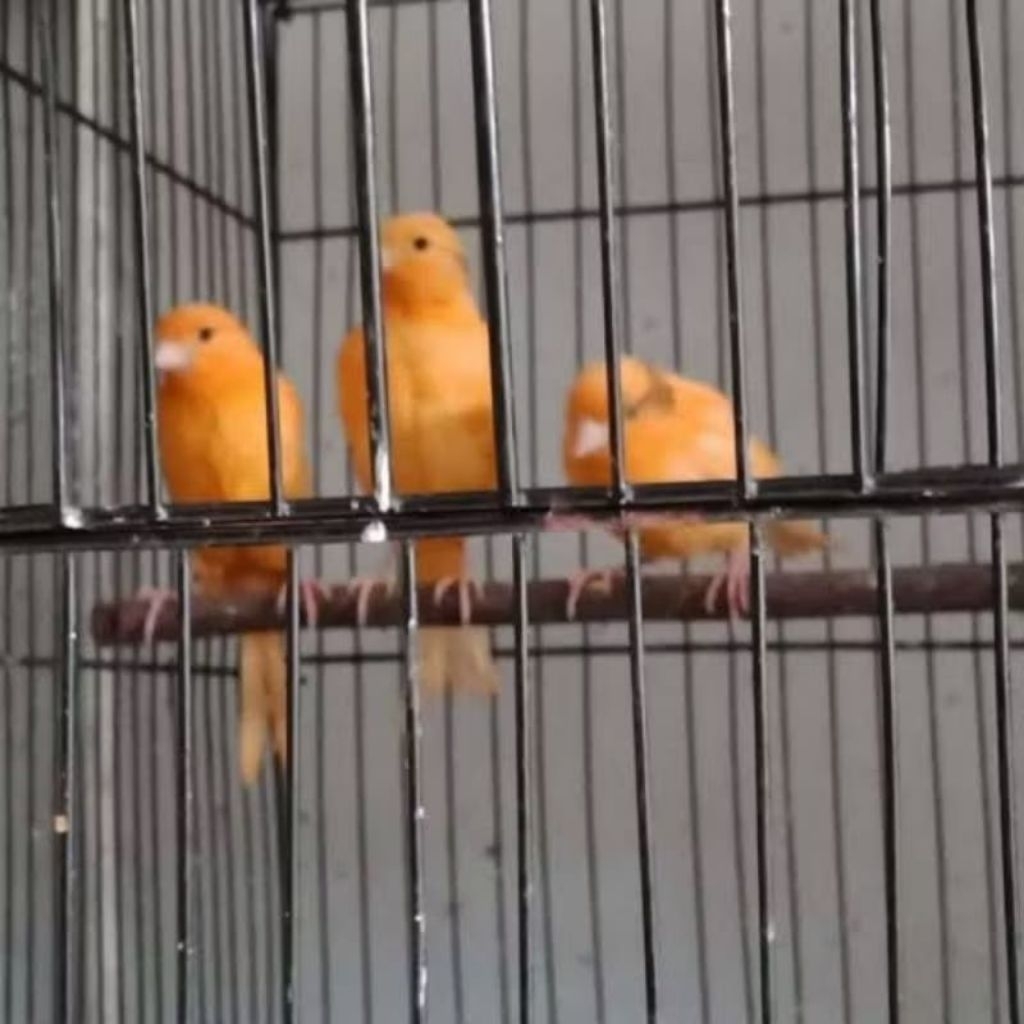 kenari merlok betina siapan pilihan