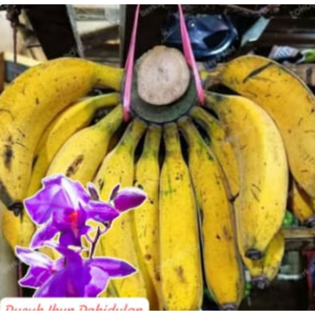 pisang raja bulu simadu manis legit pisang saji ara raja. & sasaji/1 kg
