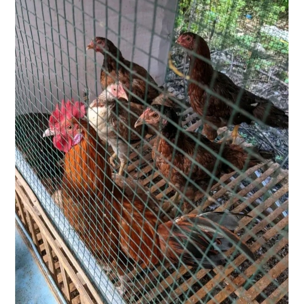 telur pertil ayam kub-2 janaka murni untuk di tetaskan