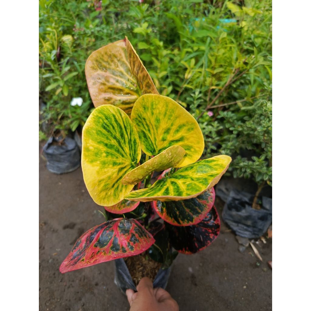 puring apel Rehana cantik murah