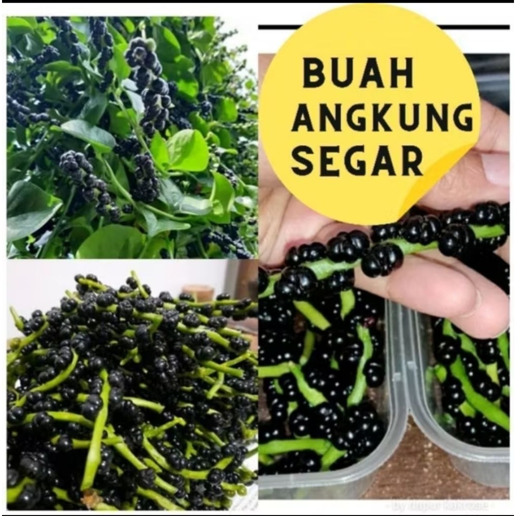 Buah Angkung Segar 100 biji
