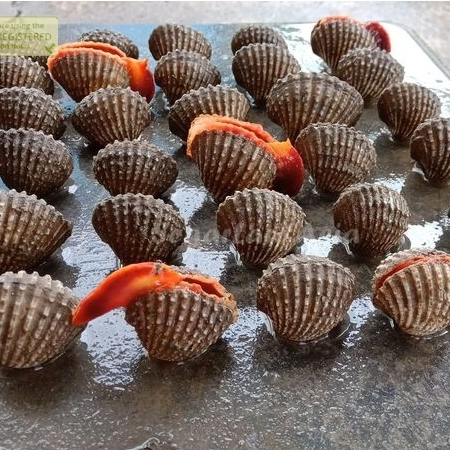 Kerang 1Kg Kerang Segar Kerang Dara Kerang Dara Segar Kerang Darah Seafood Kerang Laut Kerang Segar 