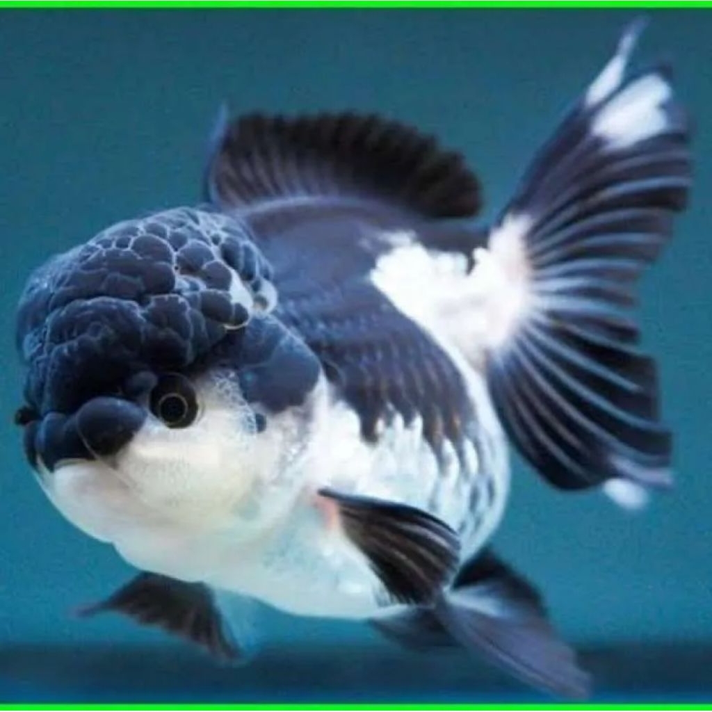 ikan hias koki panda size L