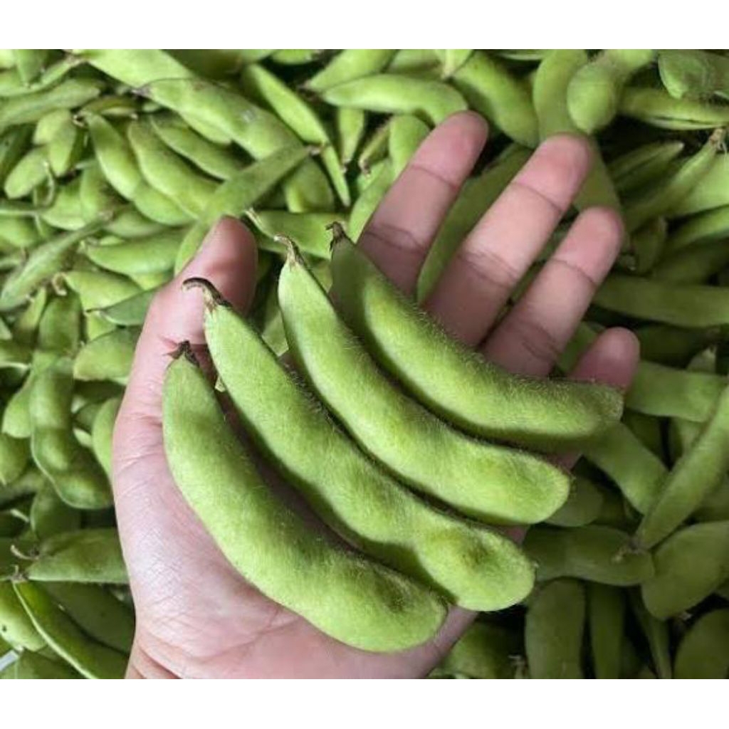 Edamame Segar 1kg / Kacang Edamame Kualitas Ekspor