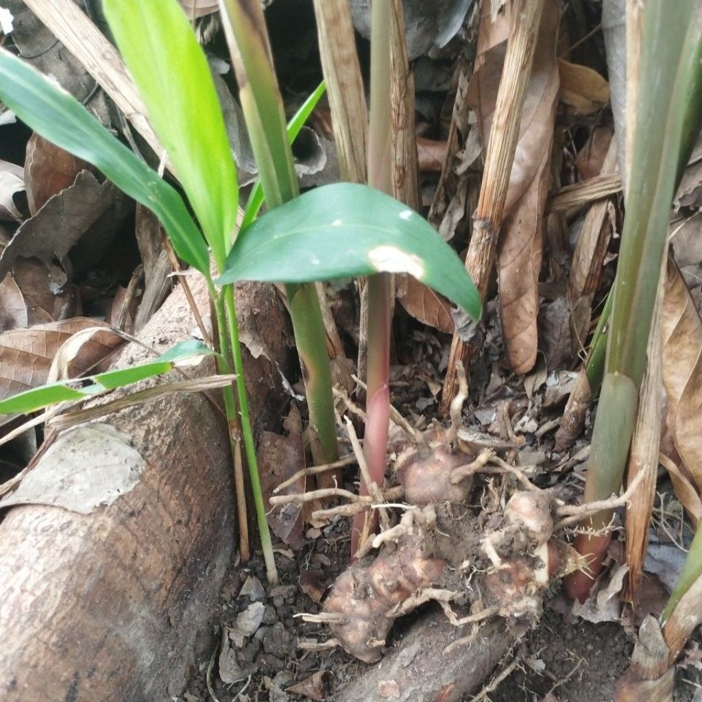 bibit lengkuas putih