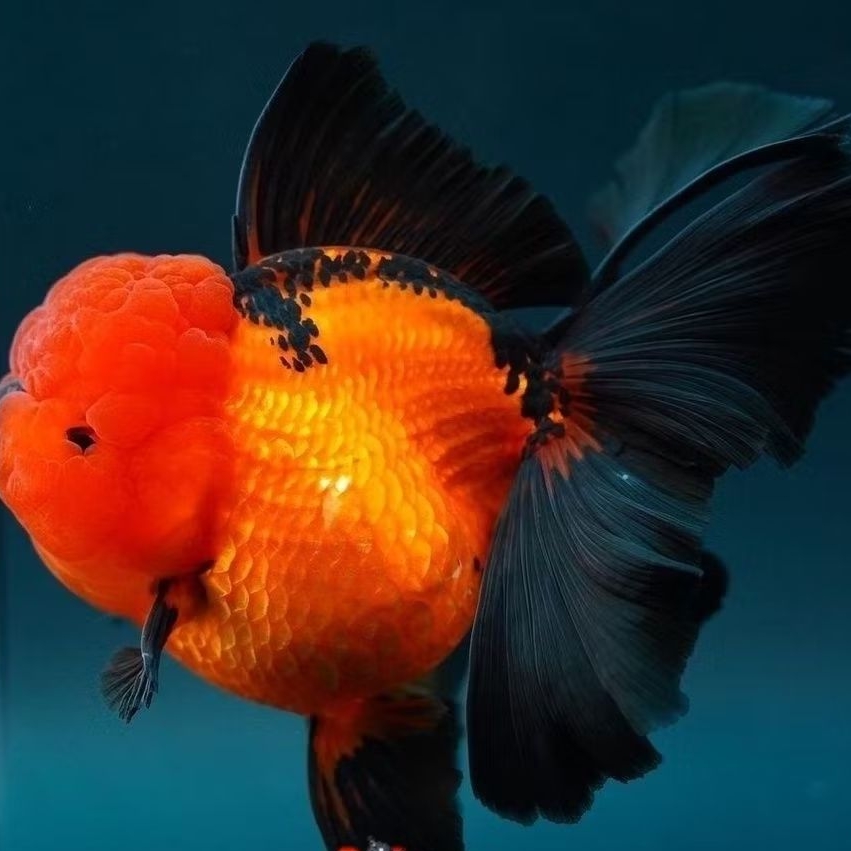 ikan hias koki oranda black red size L