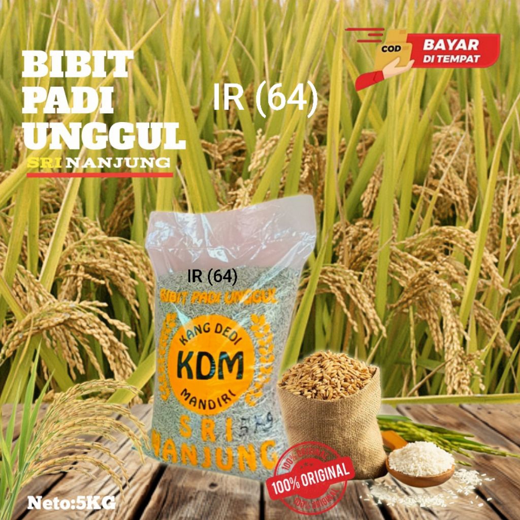 BENIH PADI IR 64 GENCER KEMASAN 5kg ORIGINAl