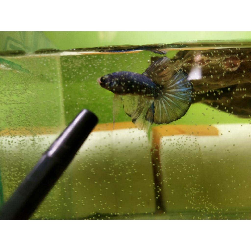 HMPK BESGEL/BESTER REGULER