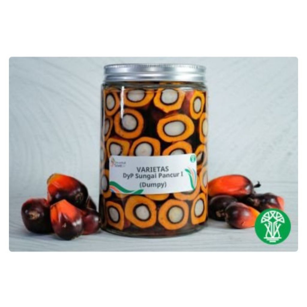 BIBIT BENIH KECAMBAH KELAPA SAWIT PPKS DXP DUMPY ISI 250 BUTIR