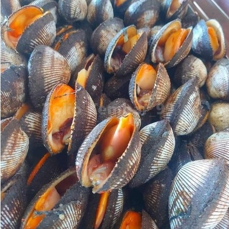 Kerang Bulu 1Kg / Kerang Bulu Segar / Seafood Segar / Kerang Laut / Kerang Segar 1Kg