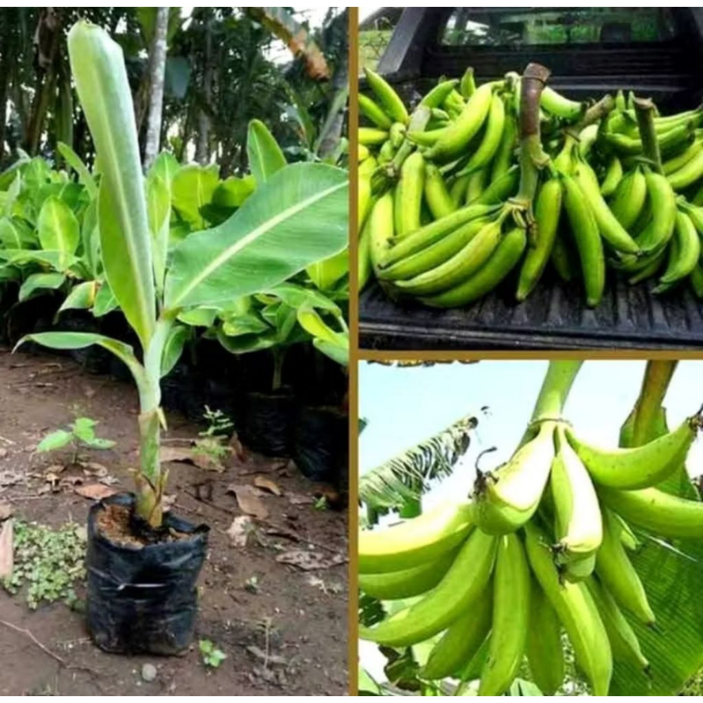 PROMO BIBIT Pisang tanduk madu / pisang manis madu terlaris