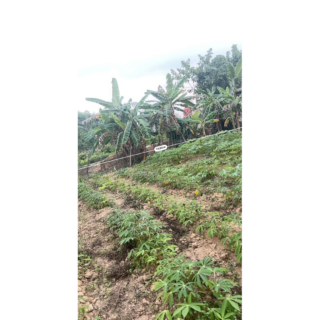 BIBIT SINGKONG THAILAND 6 bulan panen