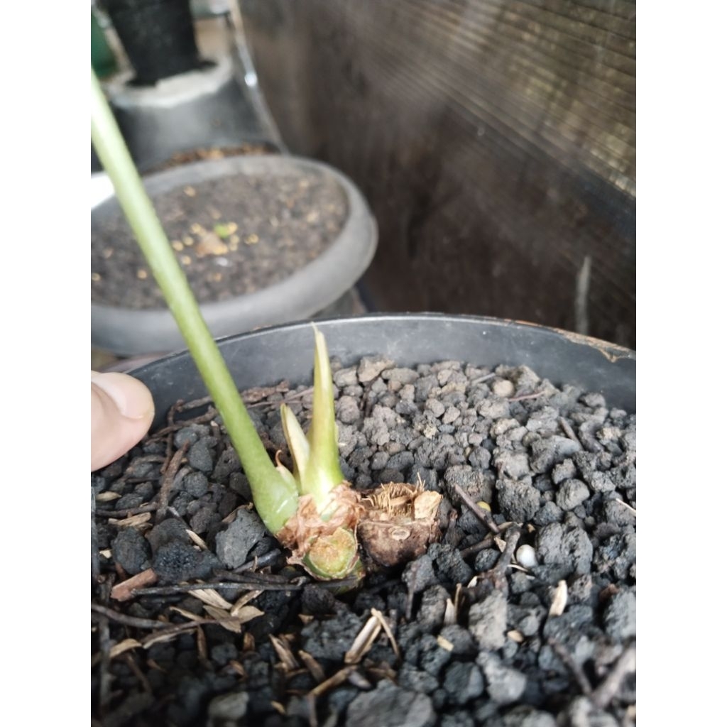 anthurium Pteroductyl varigata pergol bonggol besar