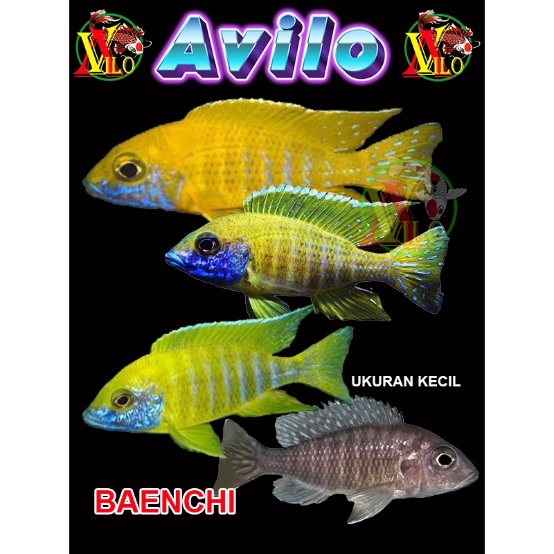 ojek ikan aquascape afrika yellow baenchi baenschi siklid siklit ciclid size kecil belum berwarna