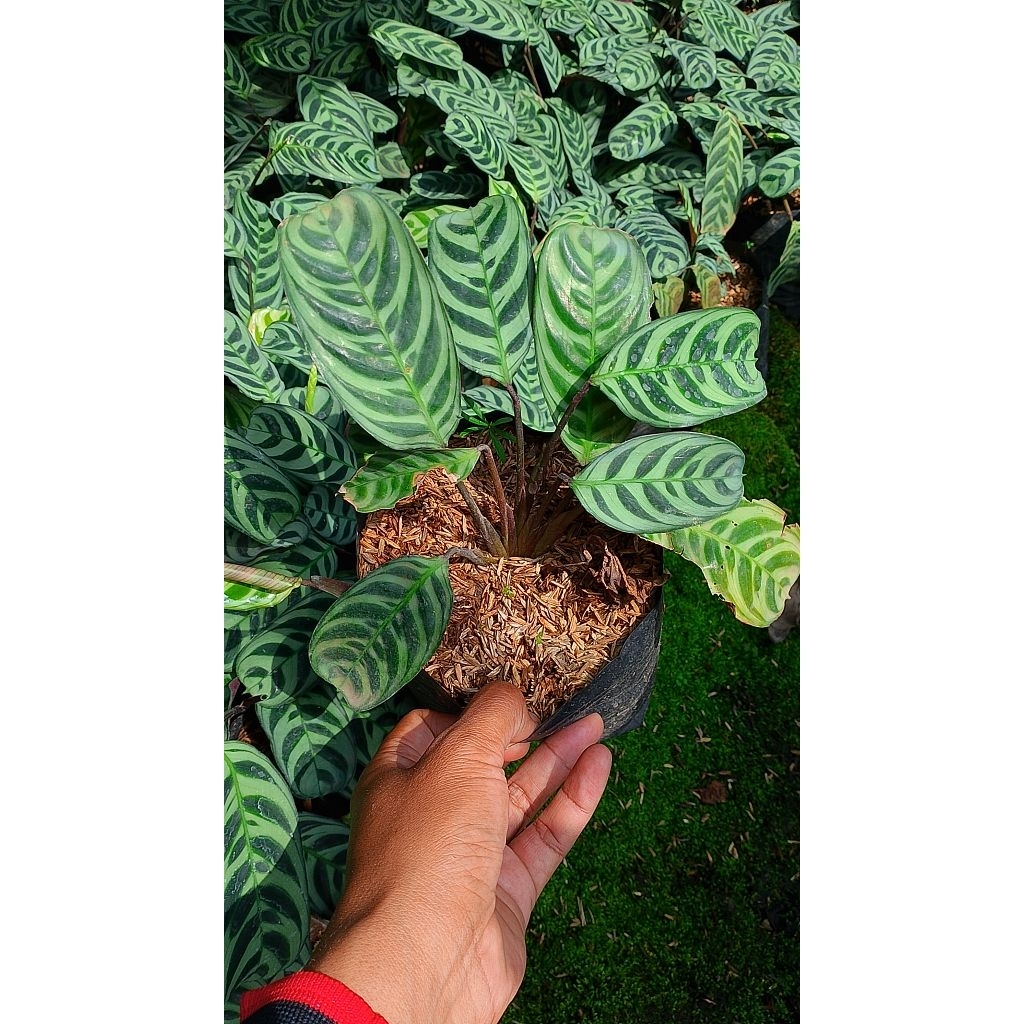calathea burle marx