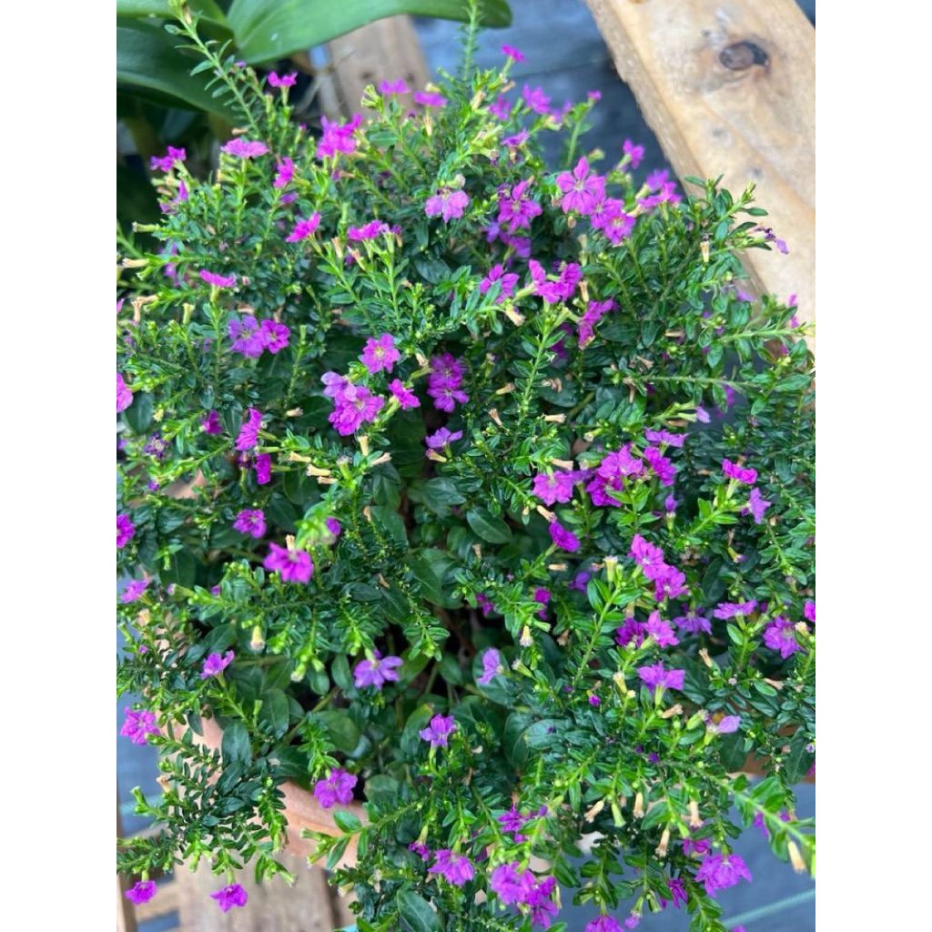 Tanaman hias bunga taiwan beauty bunga ungu/taiwan beauty ungu