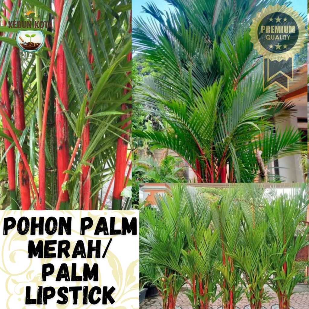 KEBUN KOTA]-Bibit Benih Tumbuhan "POHON PALEM MERAH/ PALEM LIPSTIK"