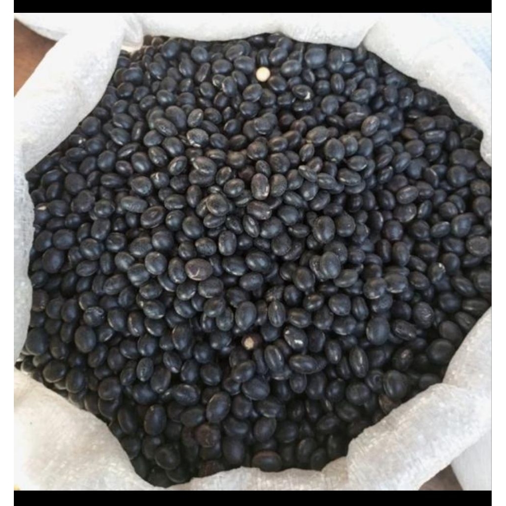 1 kg Kedelai Hitam Malika bisa dijadikan bibit