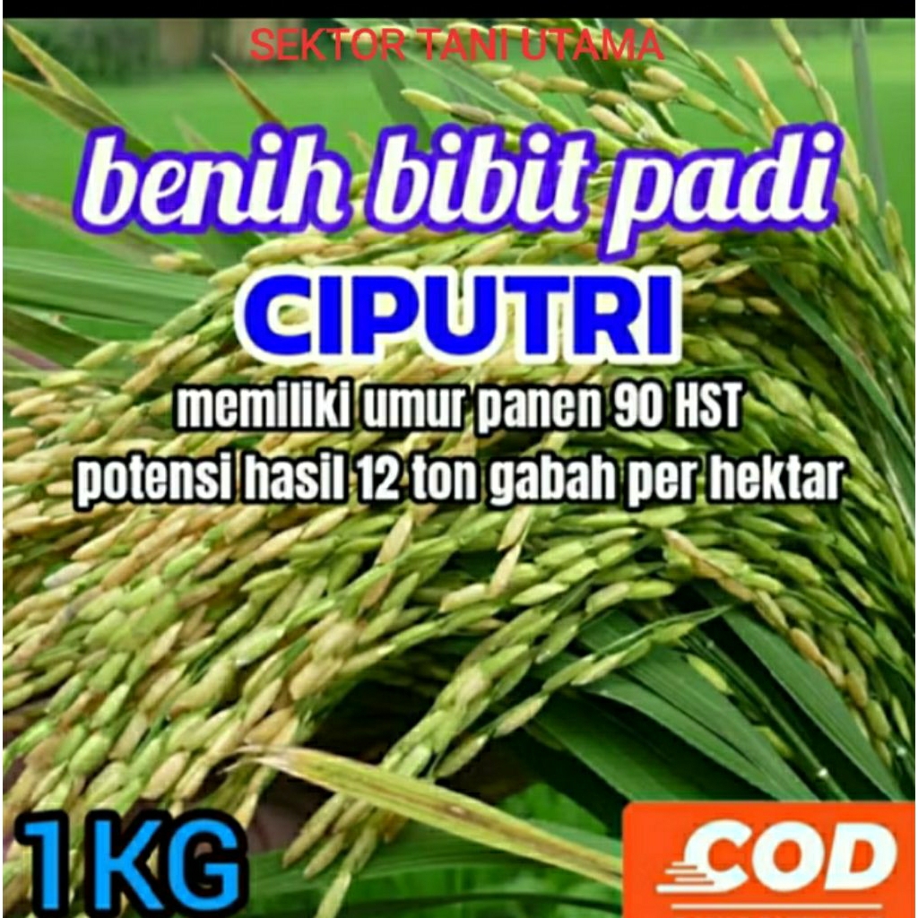 BENIH BIBIT PADI CIPUTRI