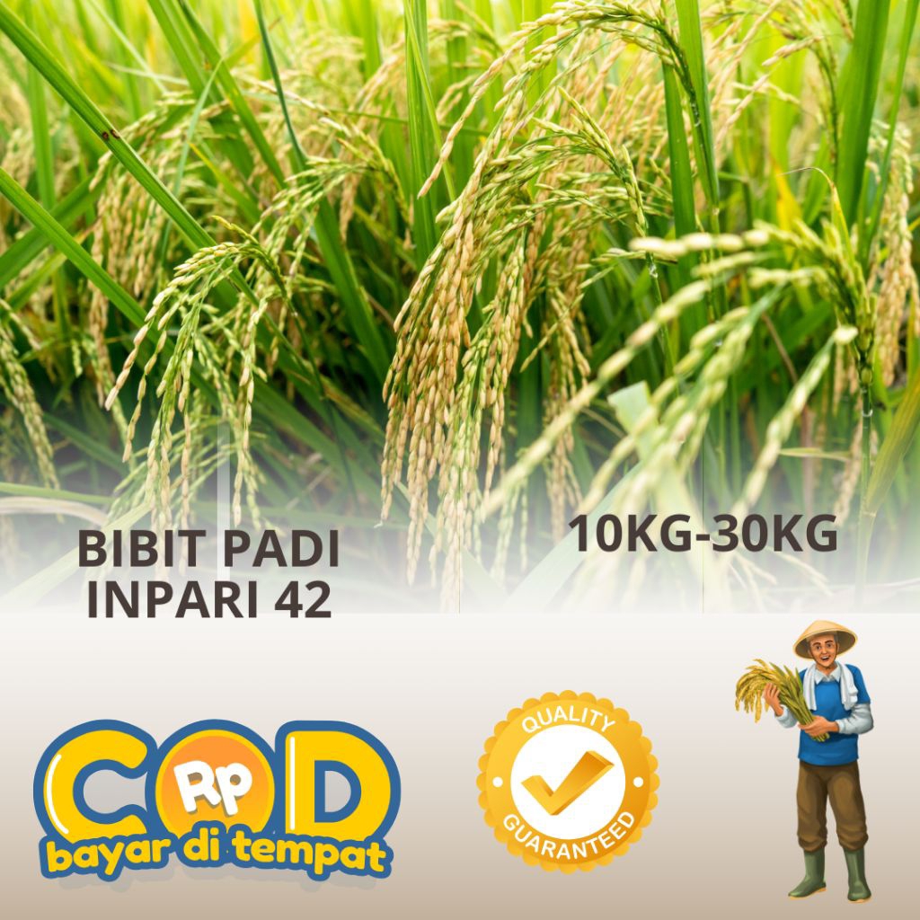 Bibit Padi Unggul Inpari 42 kemasan 10kg dan 30 kg, Berhadiah langsung jika beruntung