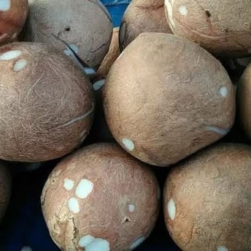 KELAPA TUA UTUH TANPA BATOK