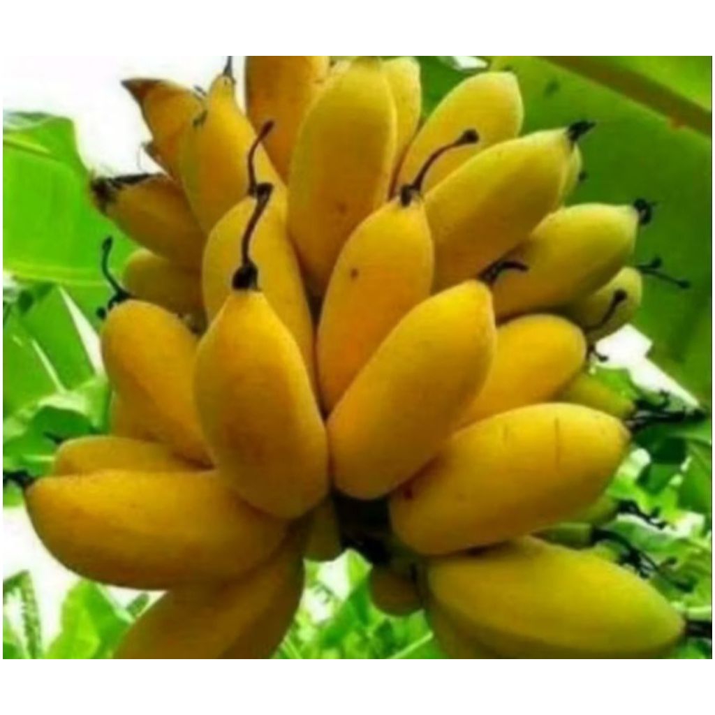 bibit pisang mas kirana