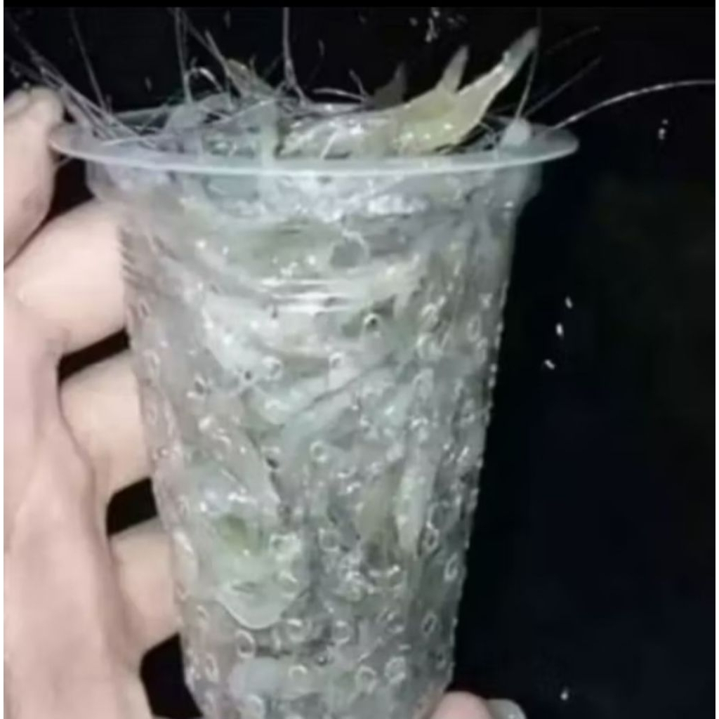 Udang hidup pakan umpan / umpan pancing ( takaran gelas kopi)