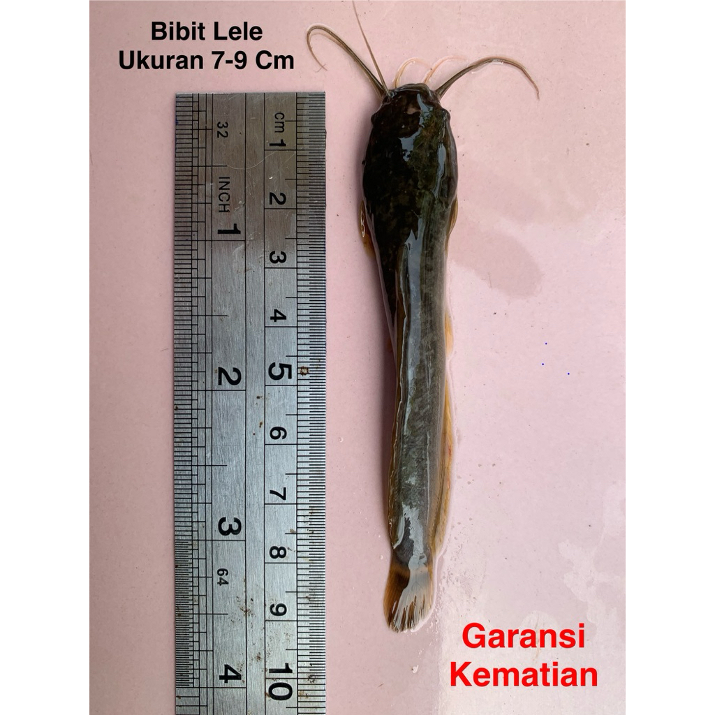 BIBIT BENIH LELE 15 EKOR UKURAN 7-9 CM SANGKURIANG MUTIARA  (GARANSI KEMATIAN)