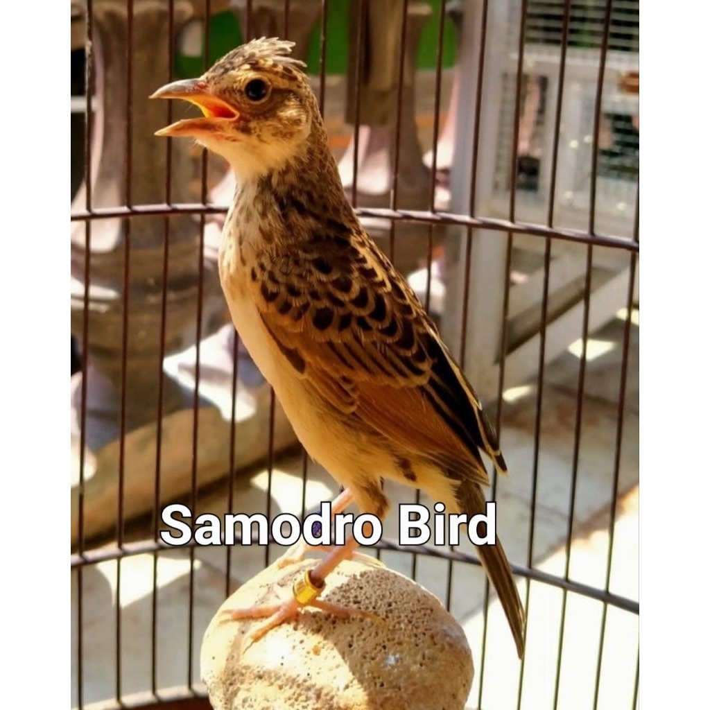 Burung Branjangan Javanica Gacoran