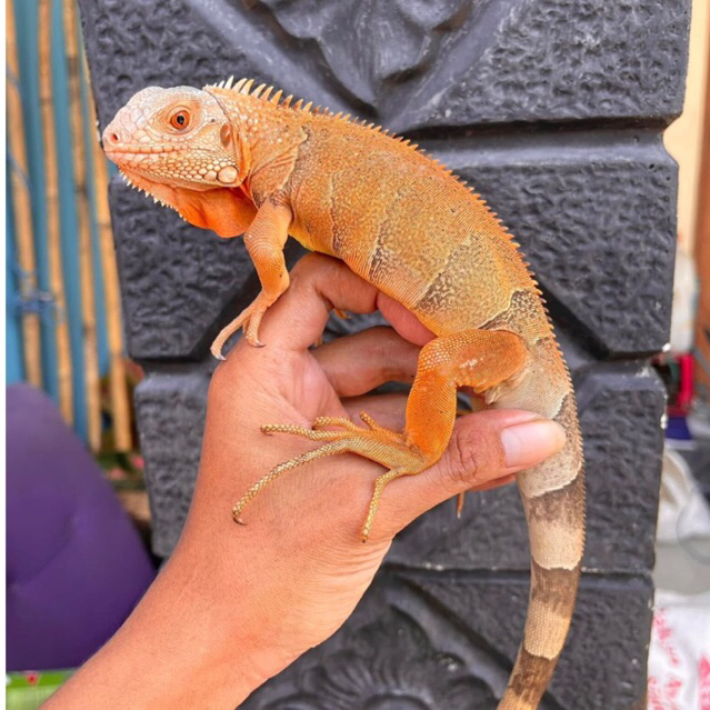 Koleksi super red iguana juve josss -+50cm // iguana merah remaja