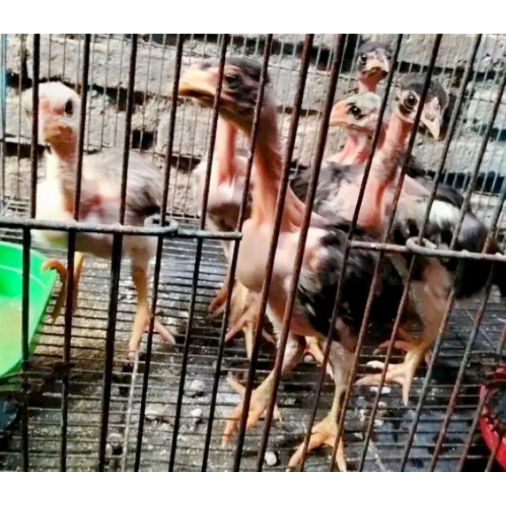anak ayam saigon 2bulan