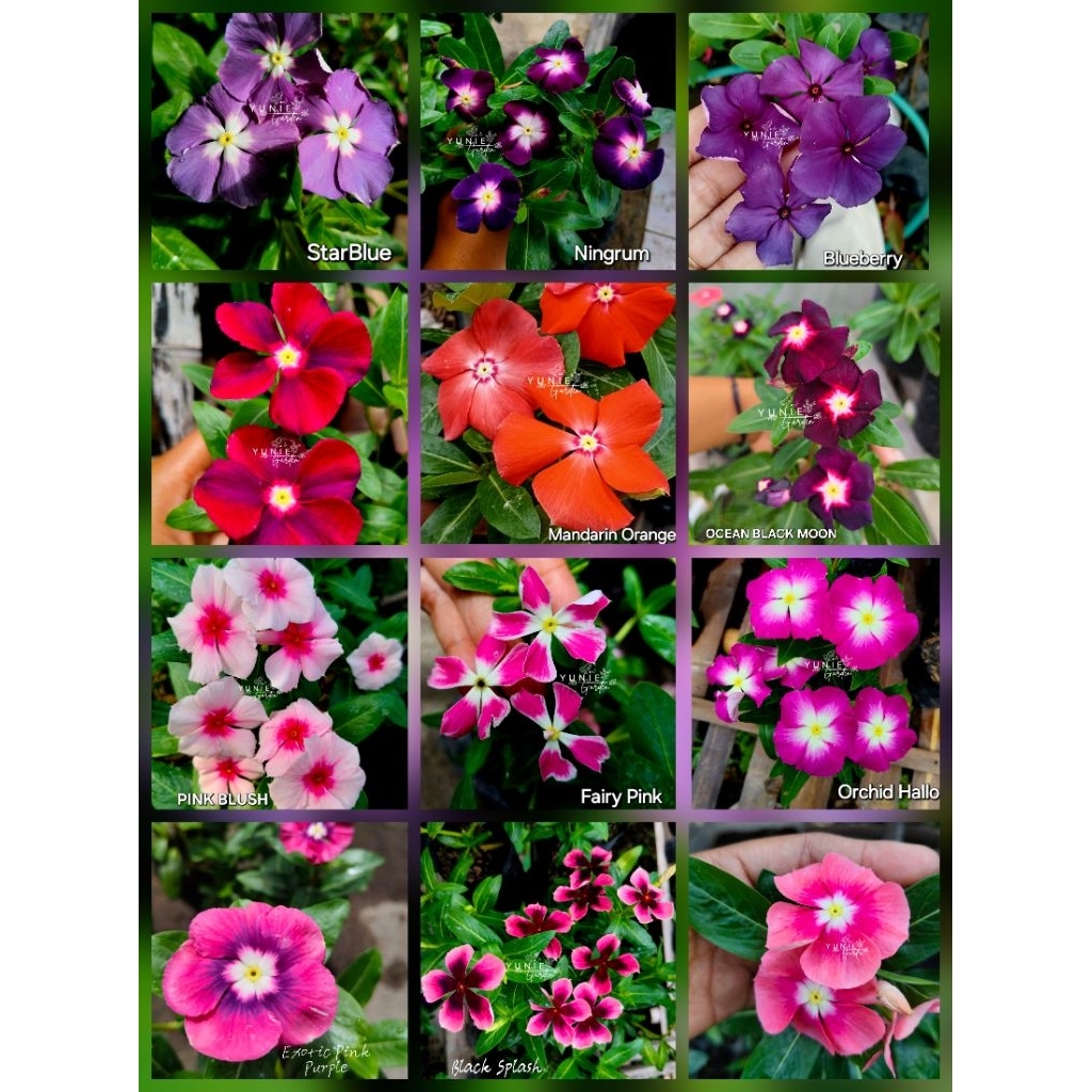 SEED / BIJI BUNGA VINCA | SEED BUNGA VINCA | YUNIE GARDEN