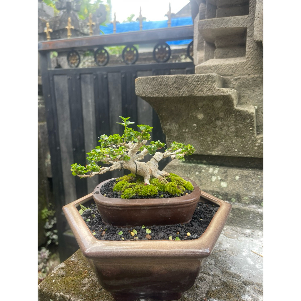 Bonsai Sancang Shito