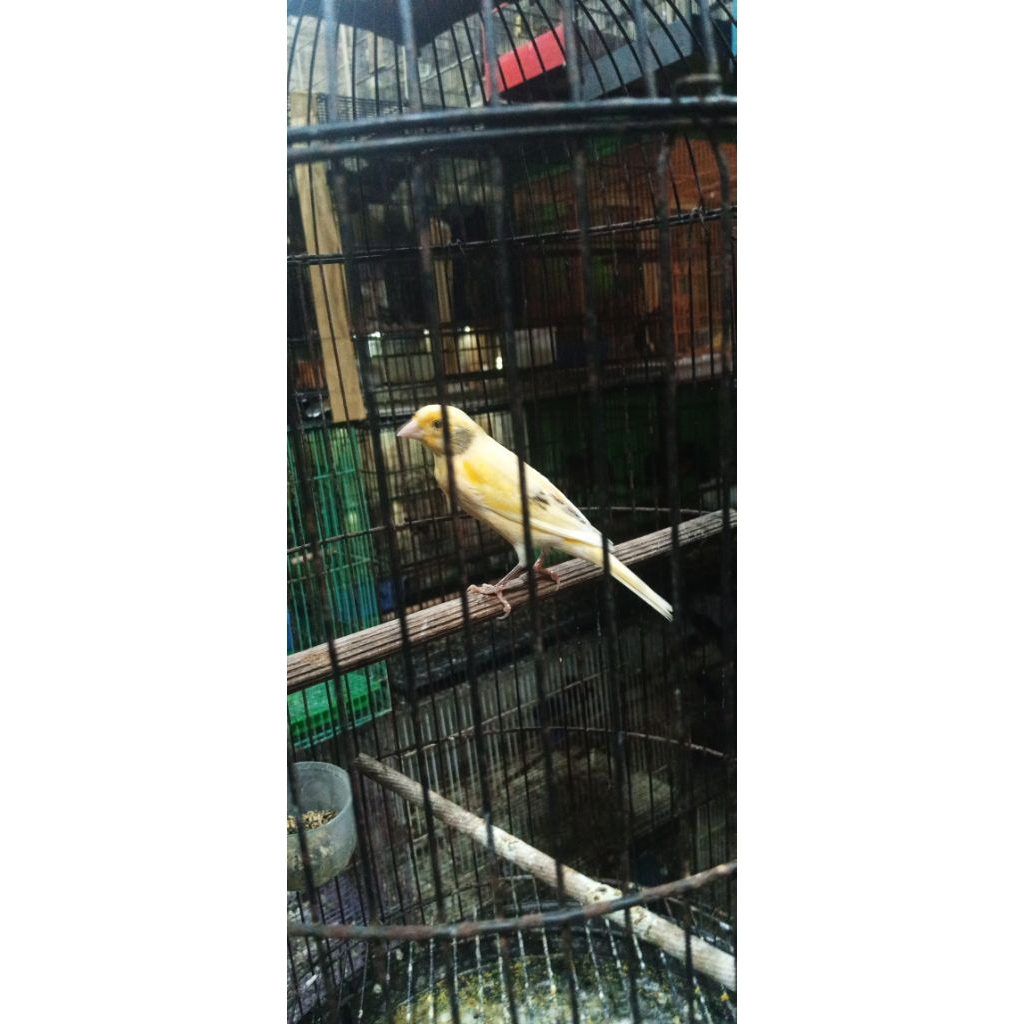 kenari gacoran bocor kuning jantan lokal