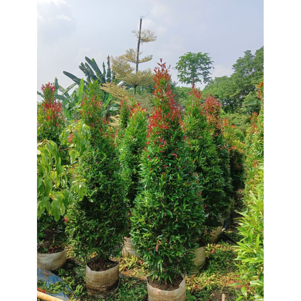 Pucuk merah tinggi 2 meter rimbun