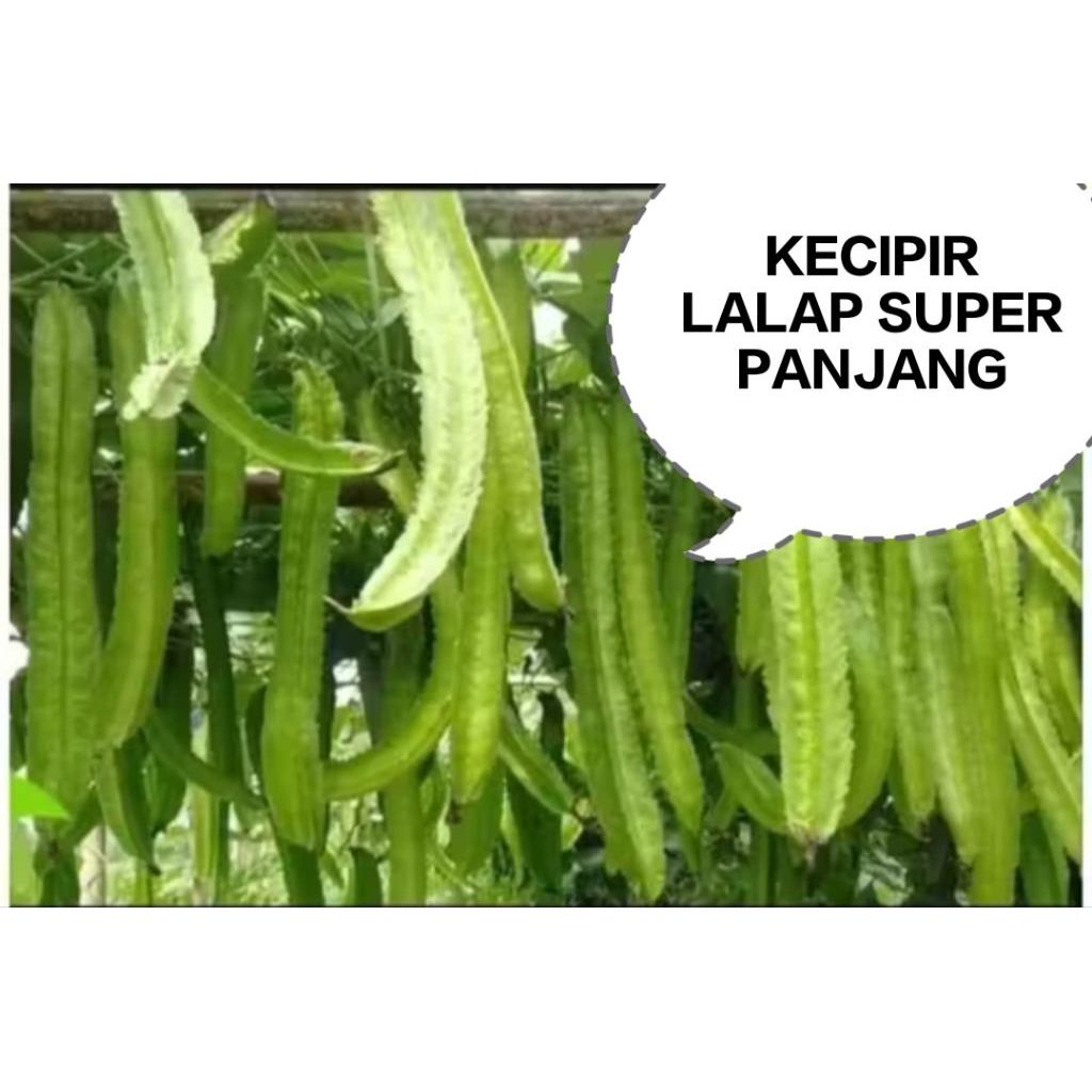 ( 300 Butir++) Benih Biji Sayuran Kecipir Lalap | Kecipir Sayur | Kecipir Hijau